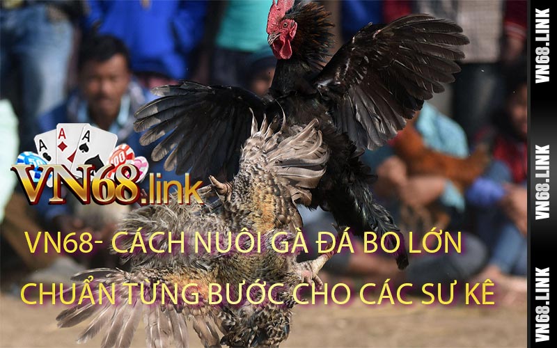 Cách Nuôi Gà Đá Bo Lớn Chuẩn Từng Bước Cho Các Sư Kê