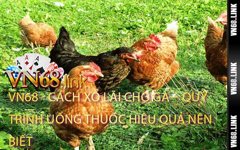 Cách Xổ Lãi Cho Gà – Quy Trình Uống Thuốc Hiệu Quả Nên Biết