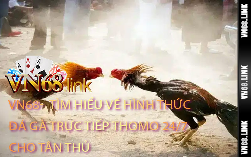 Tìm Hiểu Về Hình Thức Đá Gà Trực Tiếp Thomo 247 Cho Tân Thủ