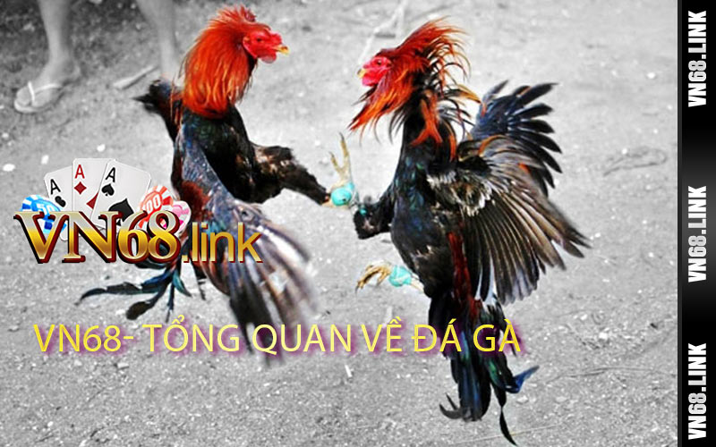 Tổng quan về đá gà