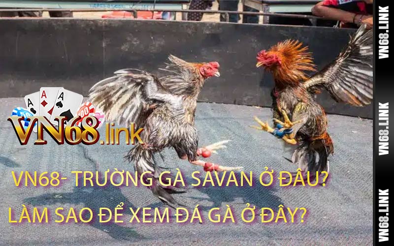 Trường Gà Savan Ở Đâu Làm Sao Để Xem Đá Gà Ở Đây